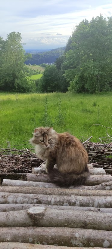 Micia the cat, enjoys observability