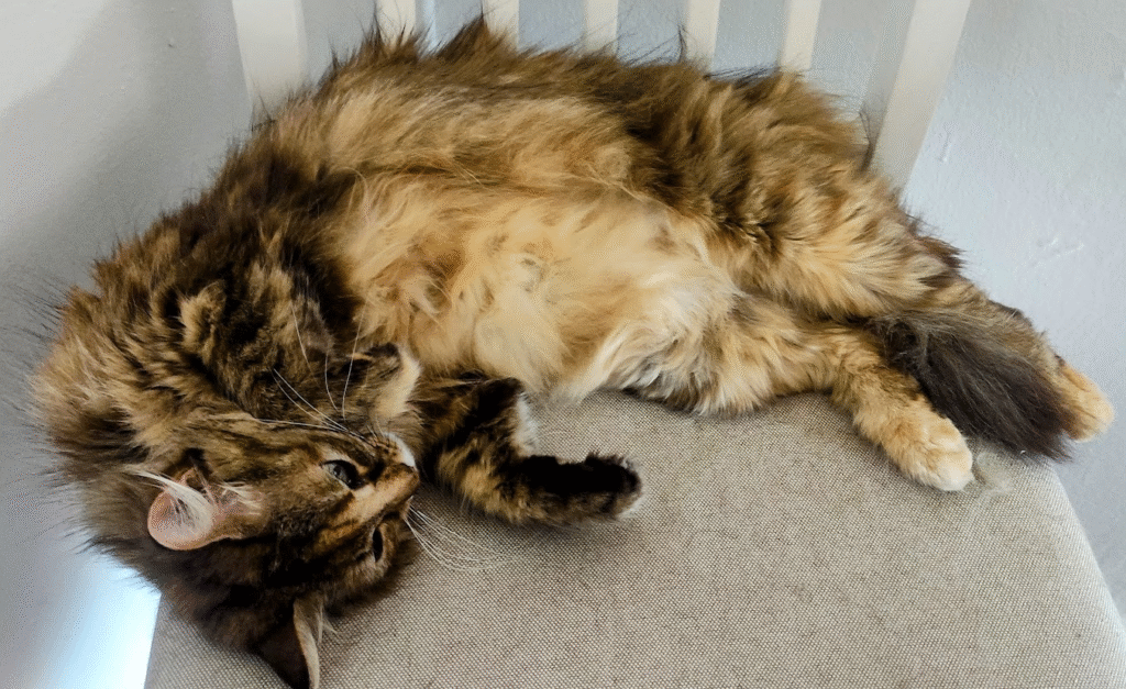 my cat after a hard debugging session